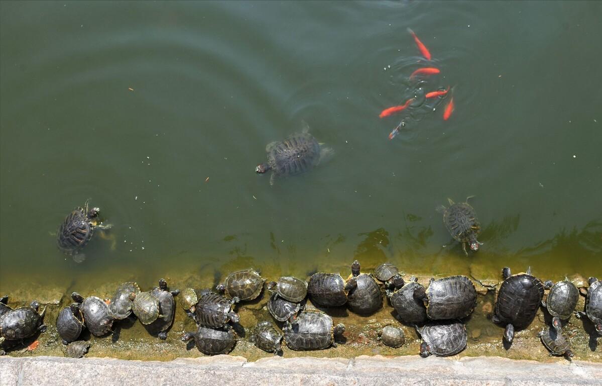 佛罗里达鳖为什么就破坏了生态,佛罗里达鳖是云南入侵物种吗