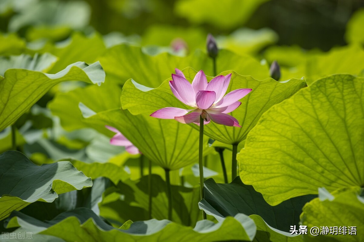 一个人越活越幸福的十个好习惯,素心淡然过简单的生活就是幸福