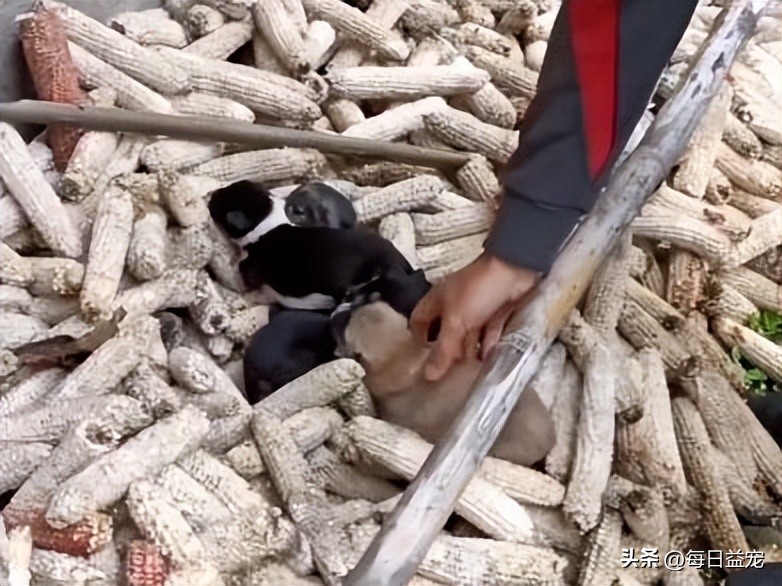 狗妈妈产后第二天坐立不安,狗妈妈产后奶水不足