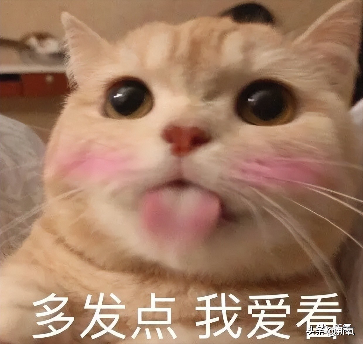 福原爱离婚后孩子跟谁,深度解析福原爱婚变