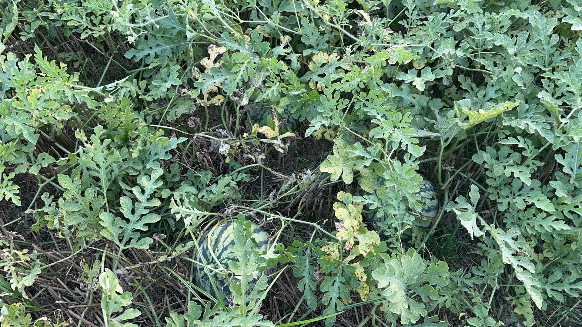 田园风光的古诗,田园风光纯音乐