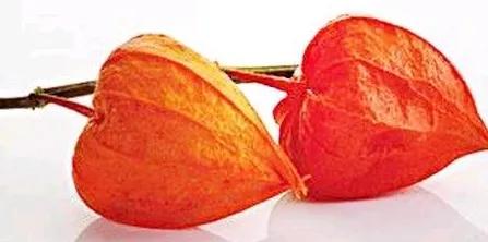 菇娘果种植与管理,怎么种姑娘果好吃