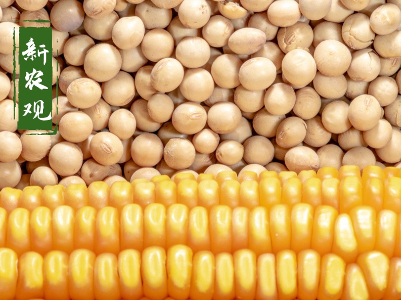 中储粮释放消息后玉米会涨价么,玉米最新行情中储粮