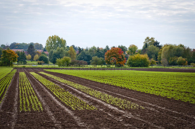 专家谈农村土地荒废问题,农民荒废土地该怎么办