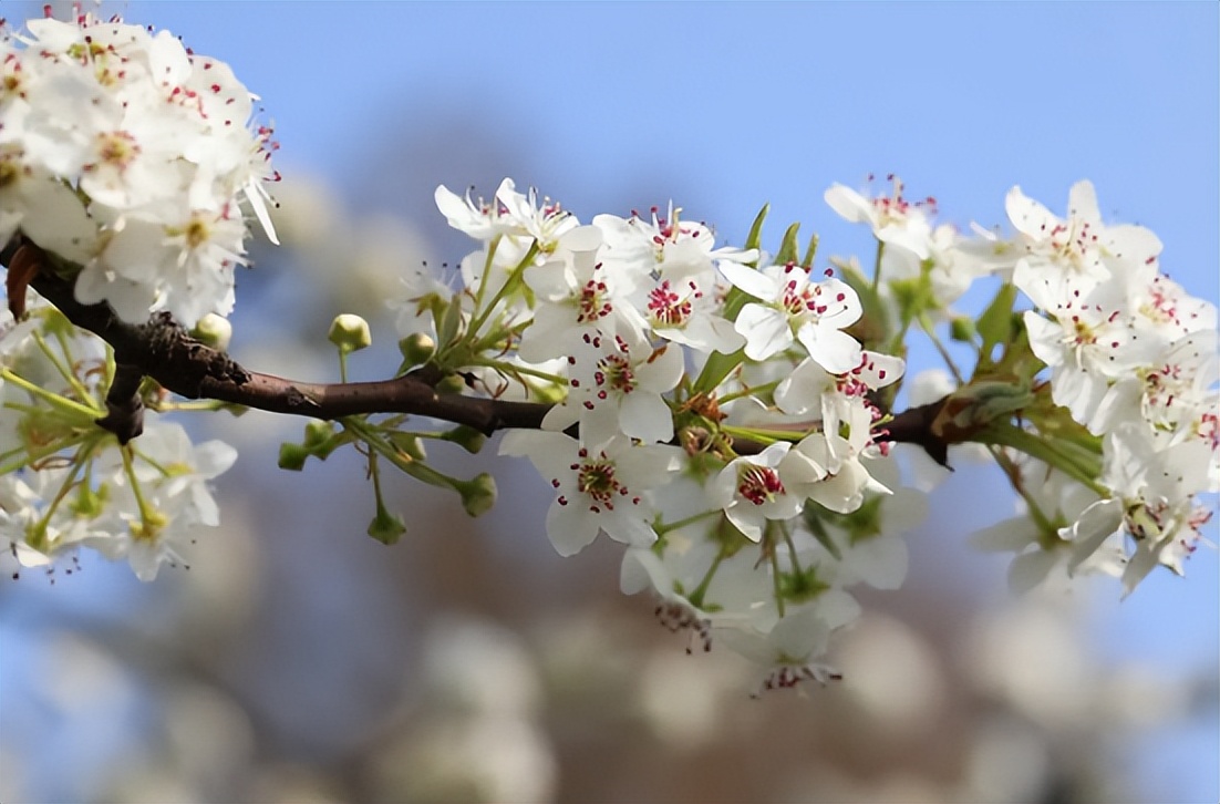 狗屎梨泡酒的正确方法,狗屎梨