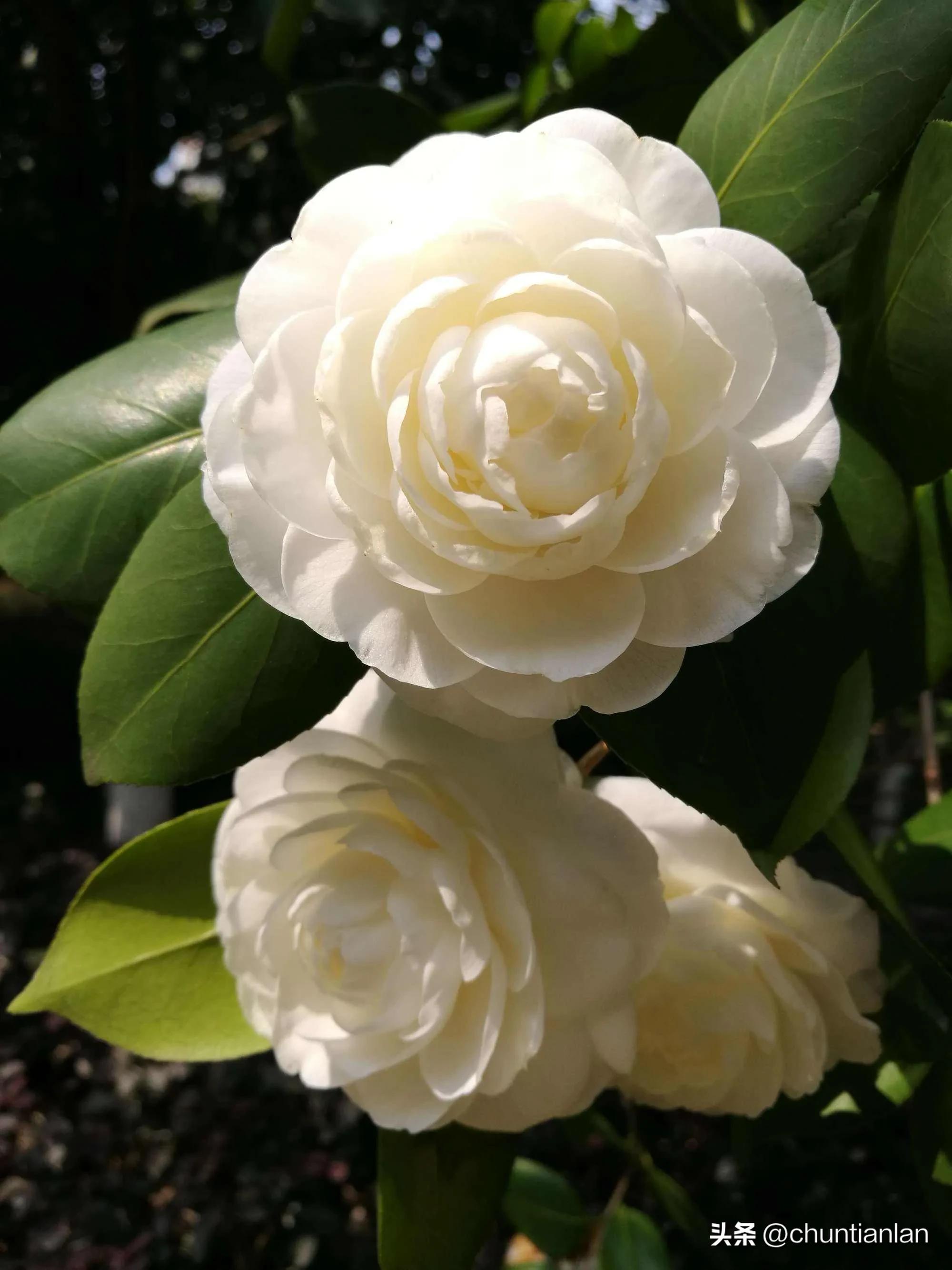 山茶花纯音乐,山茶花