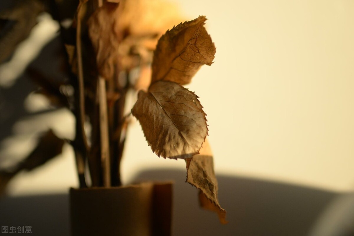 离离原上草一岁一枯荣的翻译,离离原上草一岁一枯荣诗句的意思