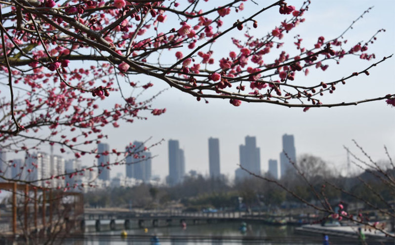 苏州人最钟情的赏梅圣地开花啦,中国赏梅好去处苏州赏梅花