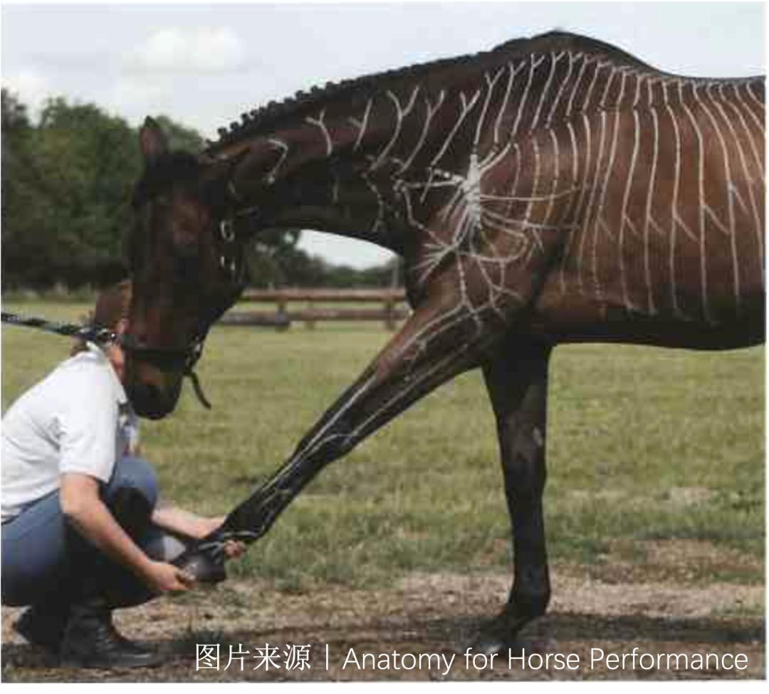 马的神经系统,马功能性训练