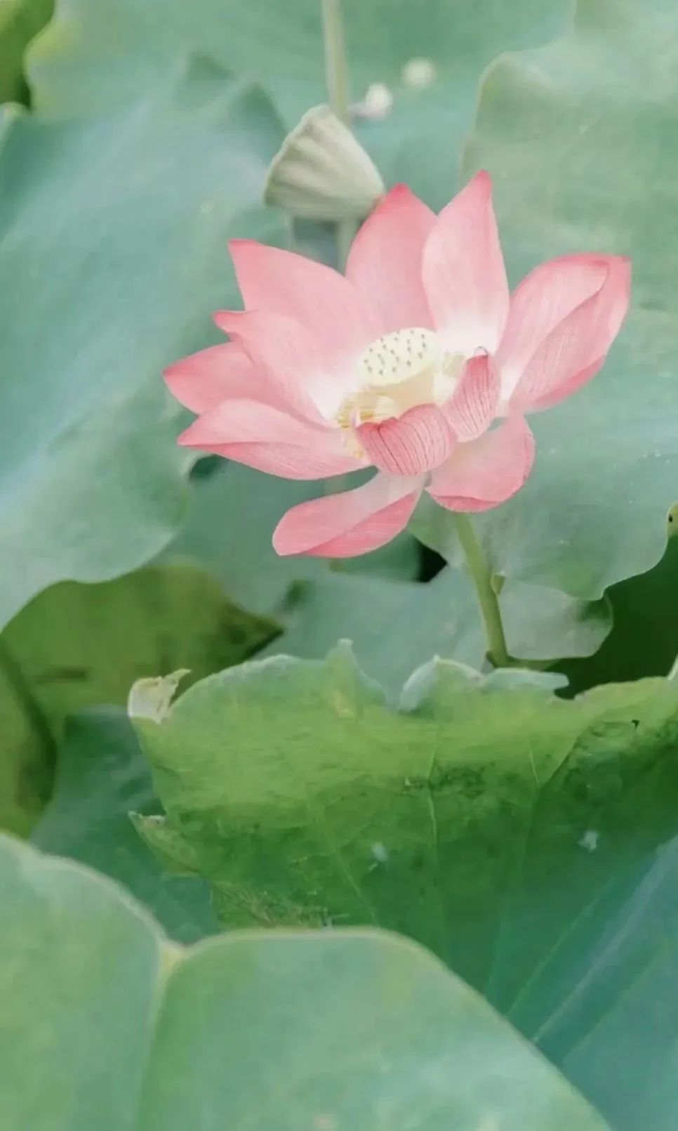 莆田荷花花海,莆田夏天哪里赏荷花