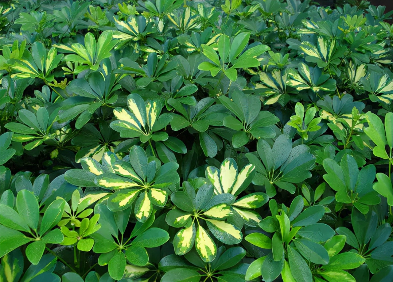 公园路边植物图片,路边的小植物有哪些