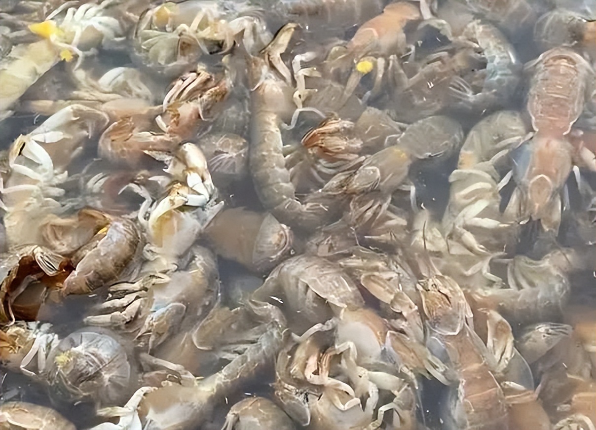 烟台大风刮上来海鲜,烟台一阵大风海边刮来庞然大物