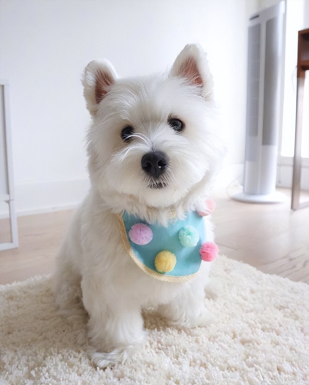 哪种狗不掉毛无体臭,公认最温顺的7种狗根本没脾气