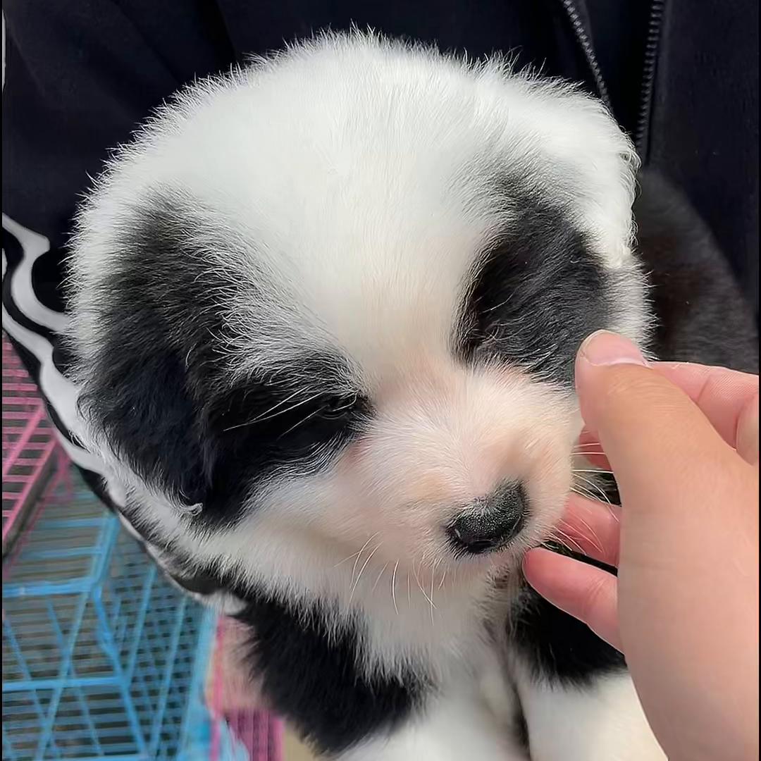 边牧犬耳朵是不是有问题,边牧犬幼犬耳朵有耳螨
