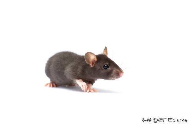 江西“指鼠为鸭”事件：鼠是鼠，鸭是鸭，人是人吗？