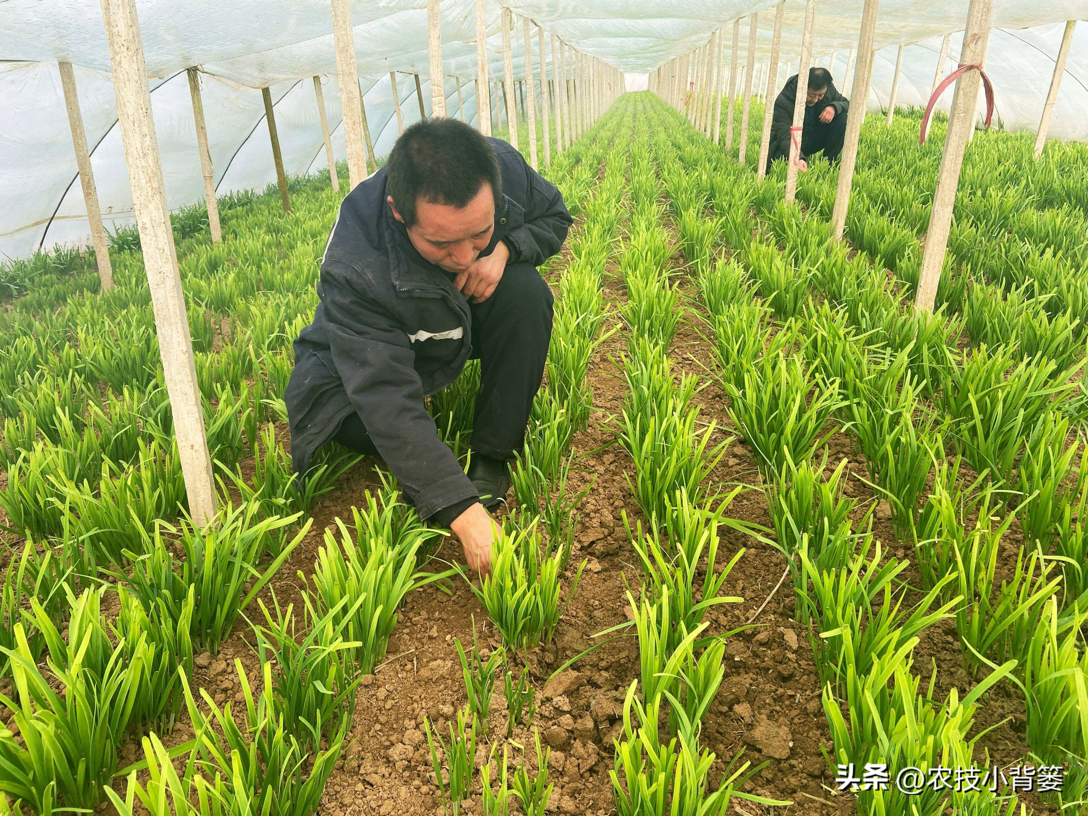 种植韭菜夏天怎样养护,新种的韭菜如何养根