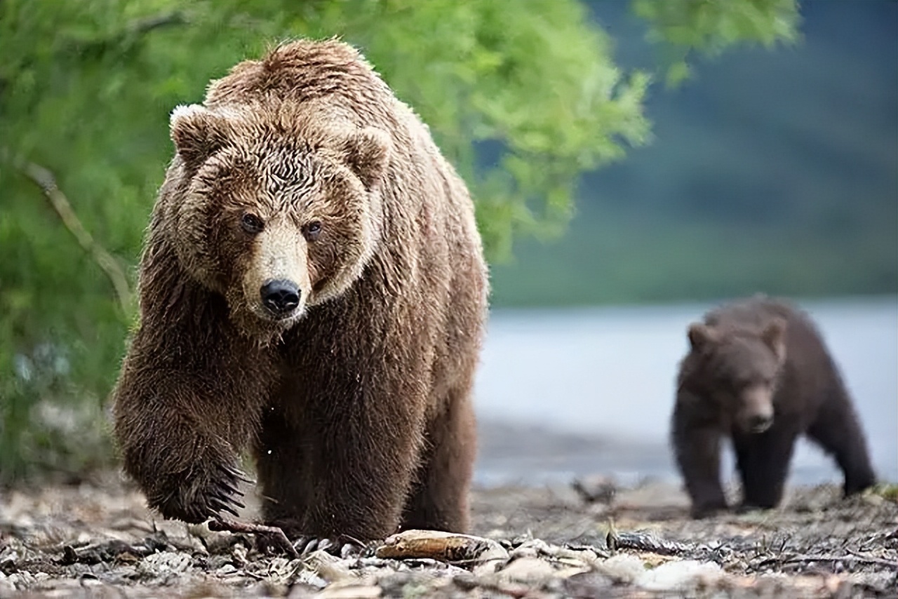 黑熊野外遇上棕熊,在野外遇到黑熊该怎么办