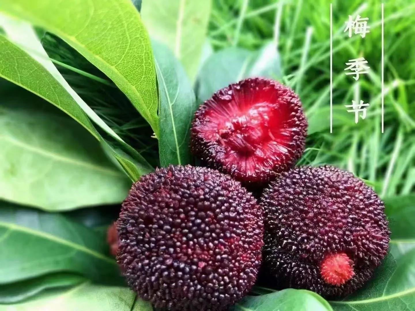 杨梅酒的泡法和制作方法,杨梅酒的制作方法一斤杨梅多少酒