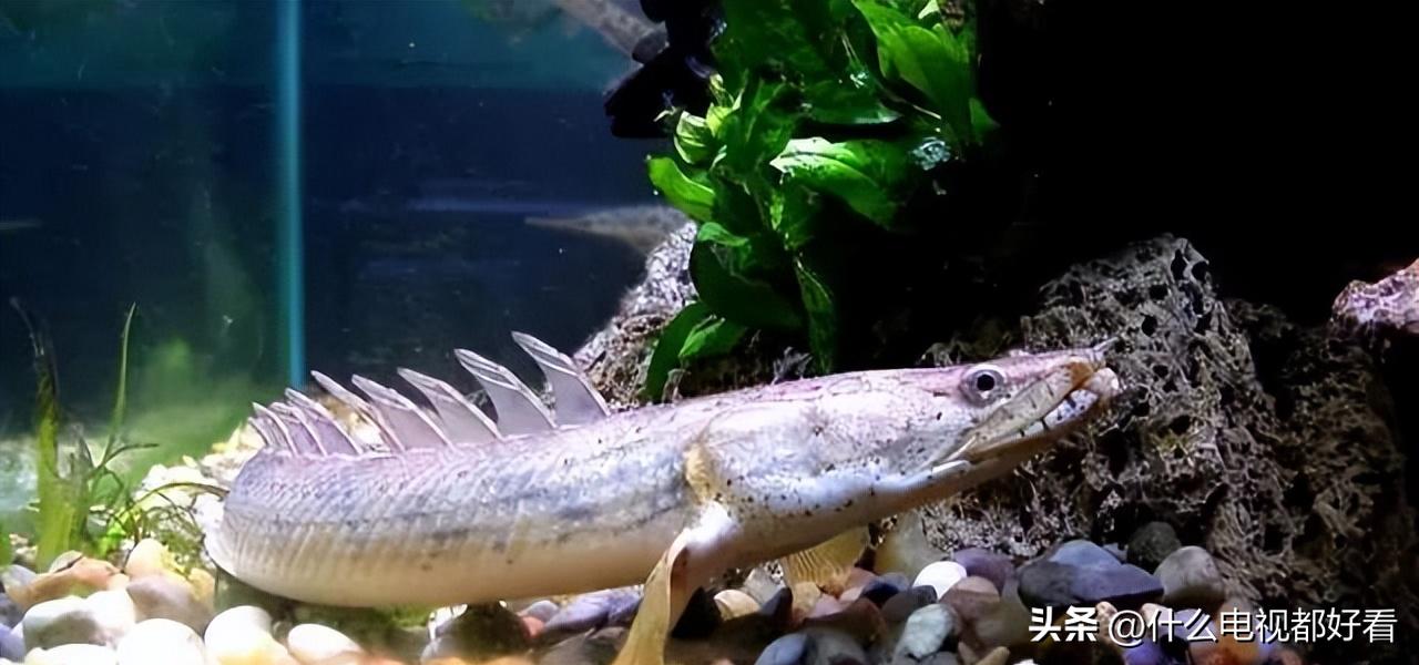 观赏鱼冬天怎么养能活,冬天鱼在鱼缸怎么办