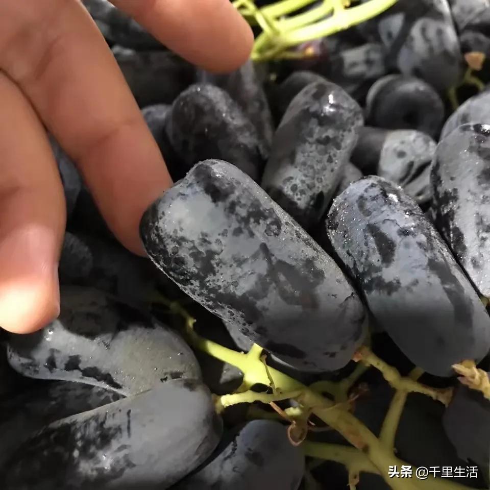 金手指葡萄提子,金手指蓝宝石葡萄无籽提子