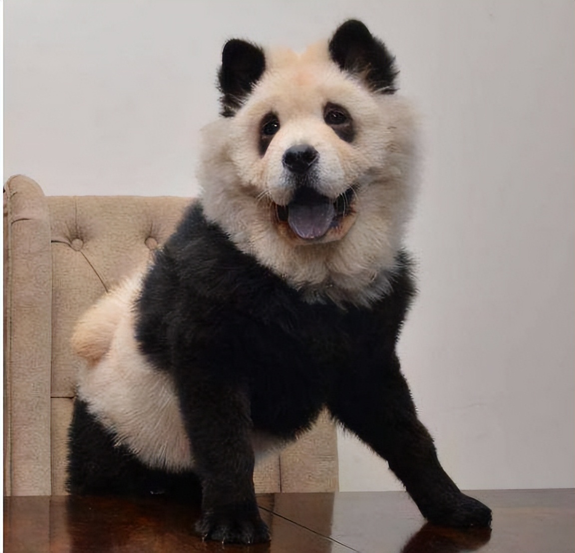 狗中大熊猫——松狮犬，丝毫不输国外犬