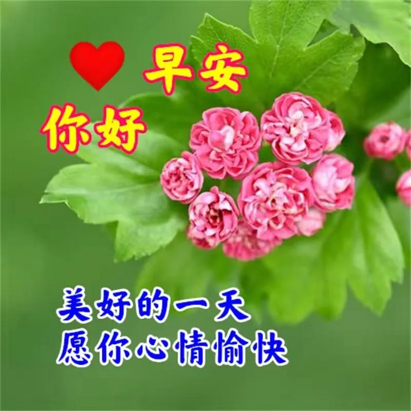 精选美好的早安祝福语大合集50条,实用的美好的早安祝福语合集76条