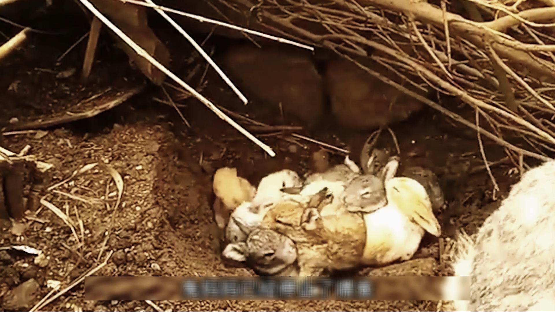 国外野兔泛滥成灾后续,国外野兔泛滥成灾