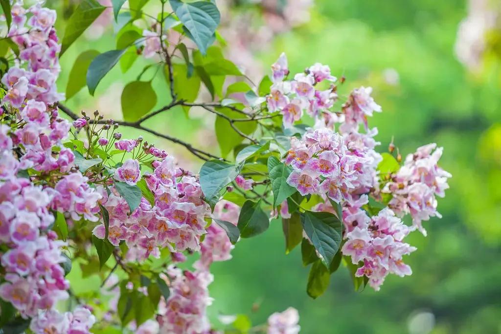 楸树林图片,楸树是古老的活化石树种