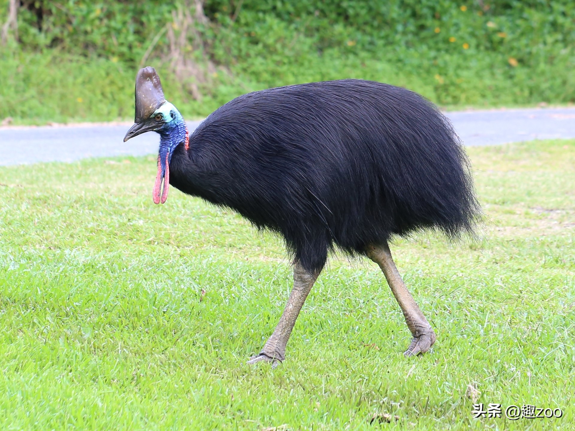 史前动物攻击力排行榜,动物攻击力排行