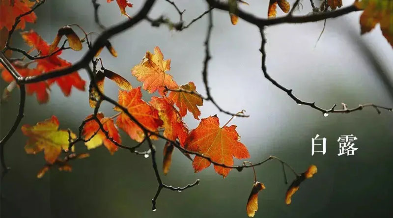 今年白露是哪一天,白露前后是什么日子