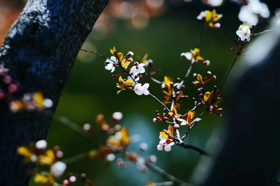 10首诗词道出最本真的人生哲理,人生哲理的诗句及理解