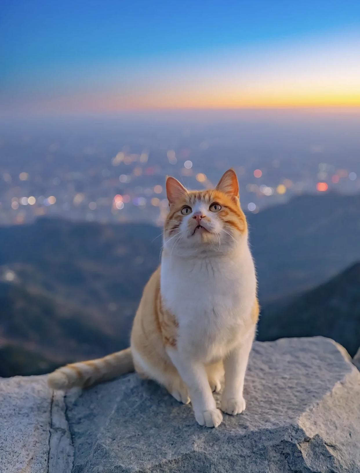 治愈系壁纸｜132张可爱小猫咪的样子