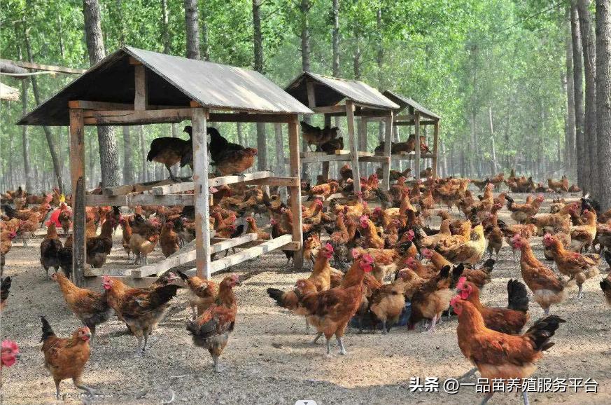 养猪饲料的骗局有哪些案例,饲料养殖的骗局有哪些案例