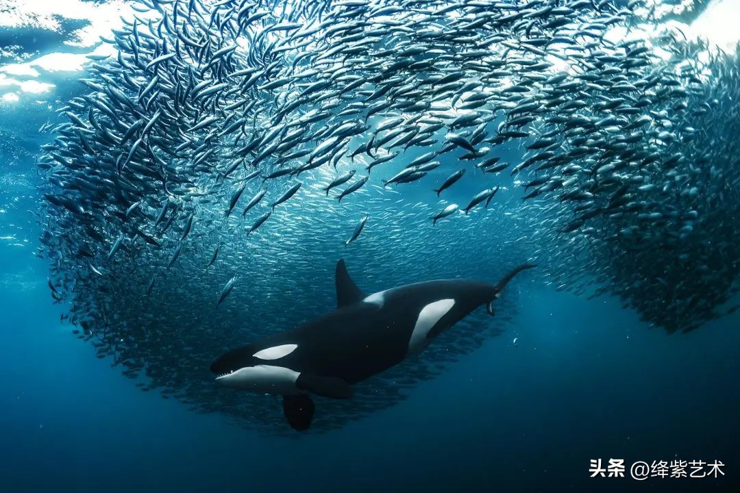 深海探秘海底最深处能看见什么,海底世界探索深海生物