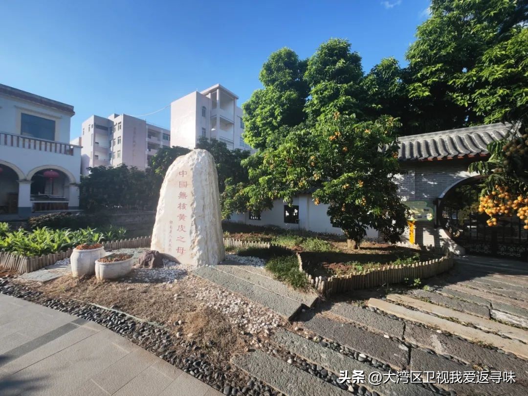 一身“正气”挡热气，郁南黄皮正当时！