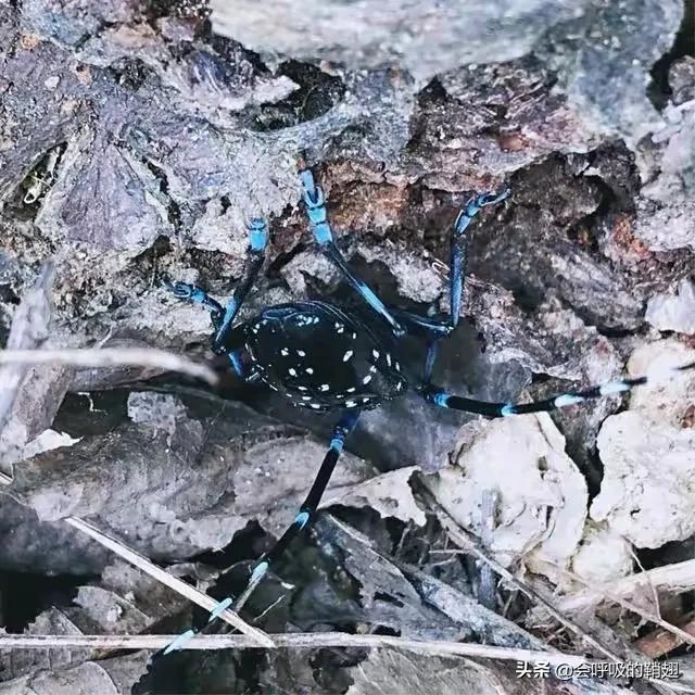 星天牛喜欢苦楝树,星天牛苦楝树