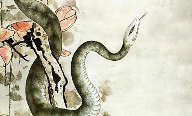 雌蛇有雄性生殖器吗,雌蛇是有性生殖吗