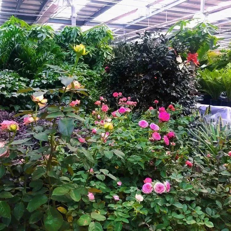 520送花|西安市内9大宝藏花市,分分钟省下上百块