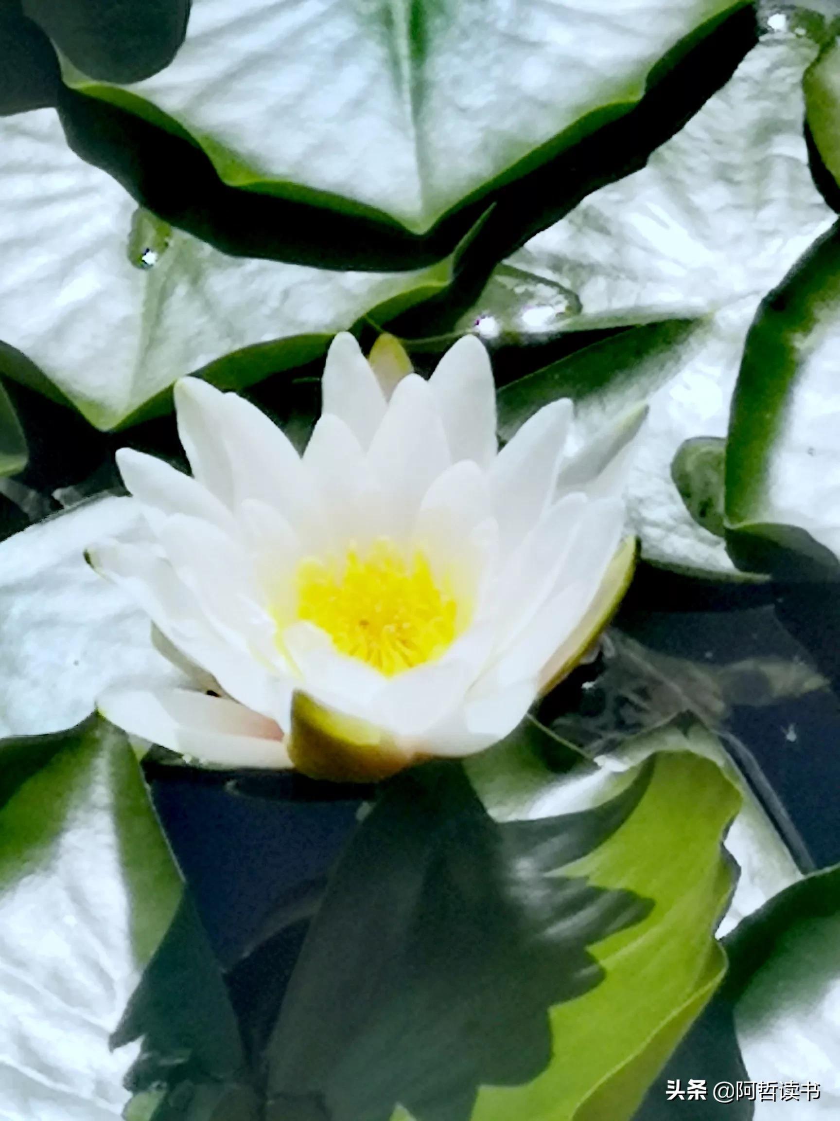 夏日荷花/风影摇曳波光粼，出水芙蓉最可人，一片冰心付与君