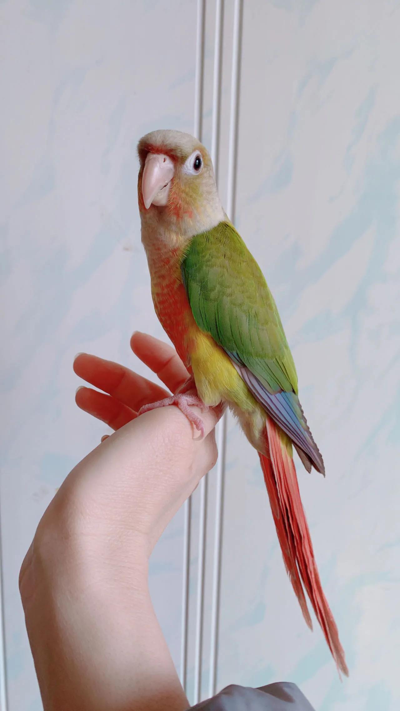 鹦鹉太粘人是什么感觉,怎么养鹦鹉粘手