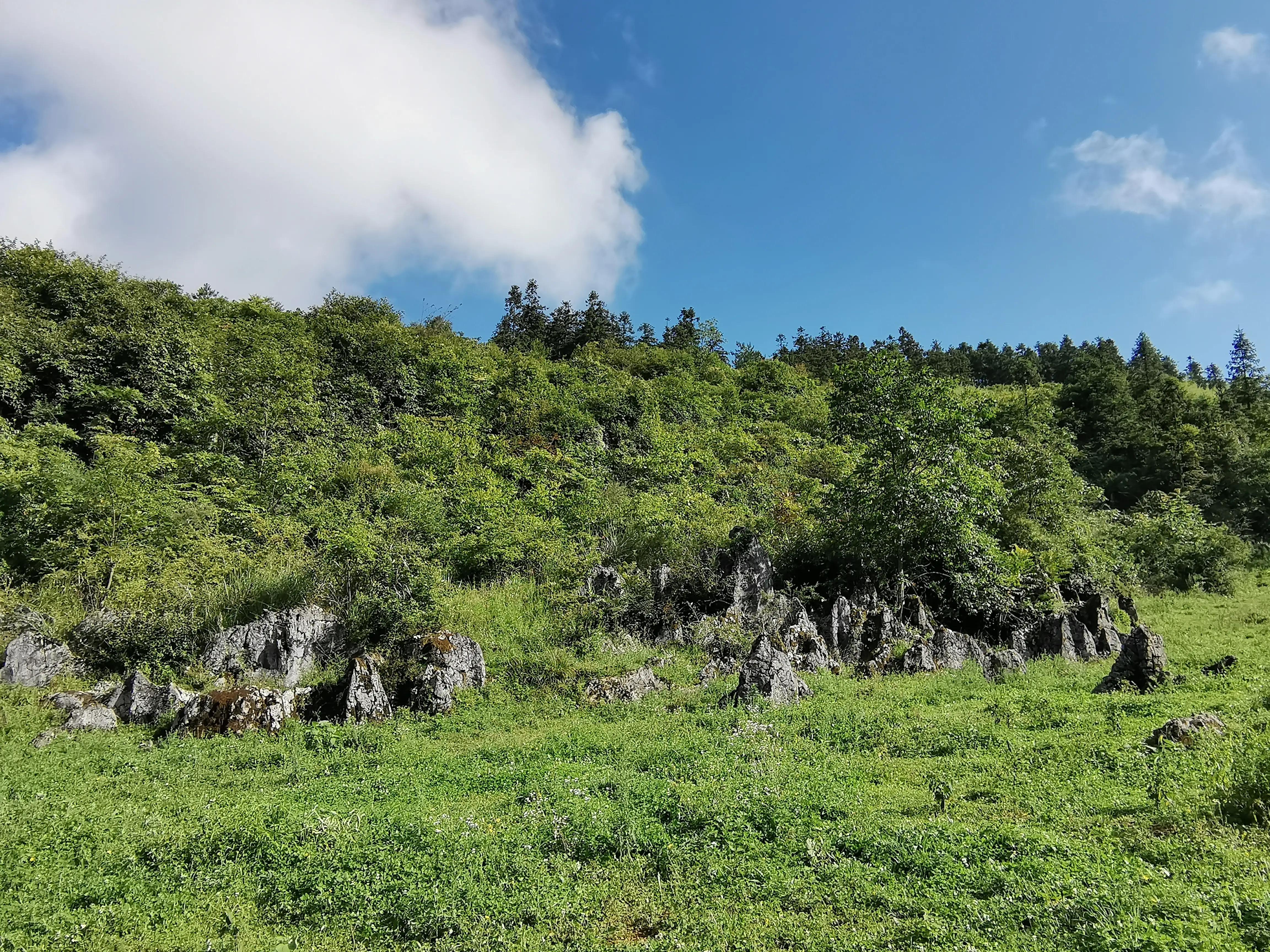 桐梓楚米避暑海拔高的地方,贵州桐梓楚米避暑哪家好
