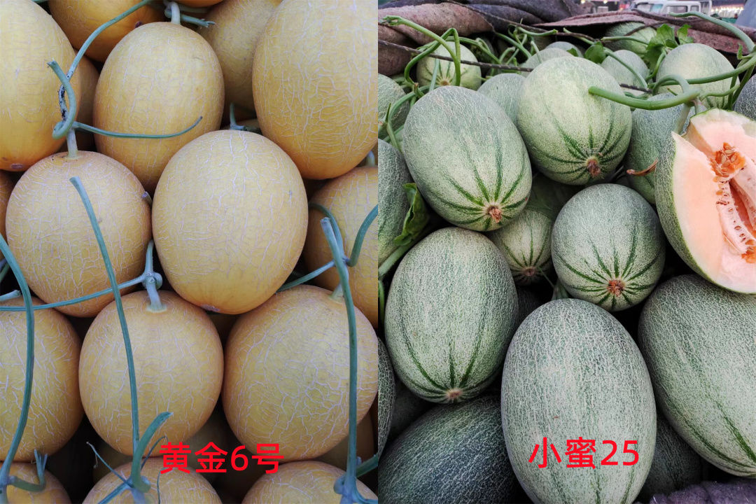 甜瓜哪个品种比较好卖,最新甜瓜产地价格