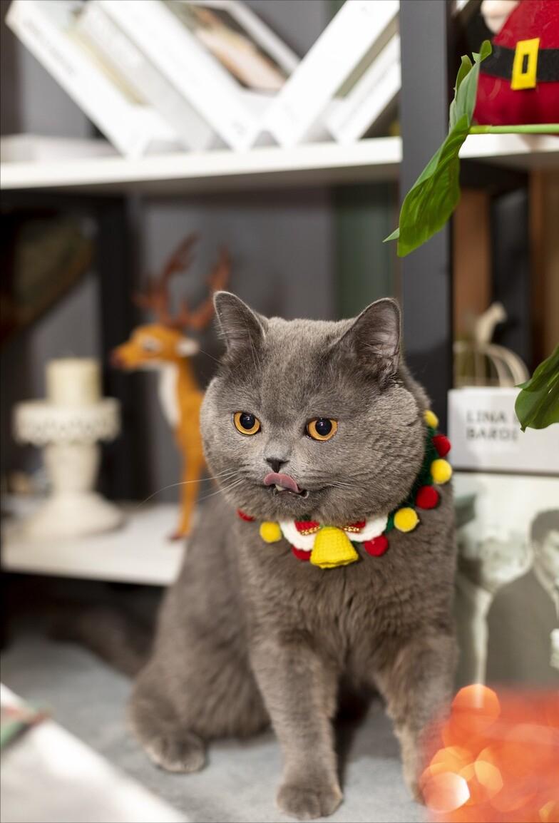 被主人弃养在医院的蓝猫,英短蓝猫为什么会流产