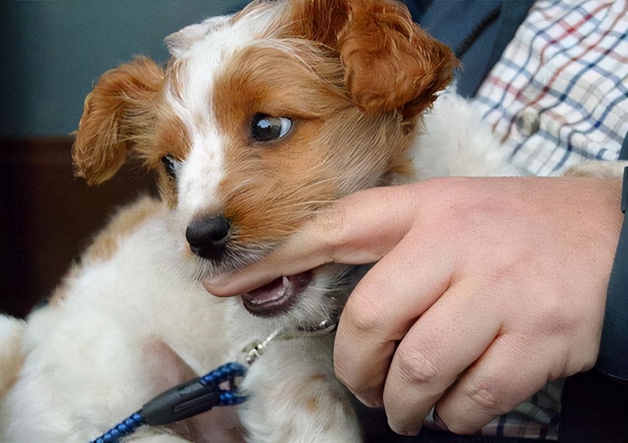 狗狗轻轻咬你的手什么意思,狗狗喜欢轻轻的咬你怎么办