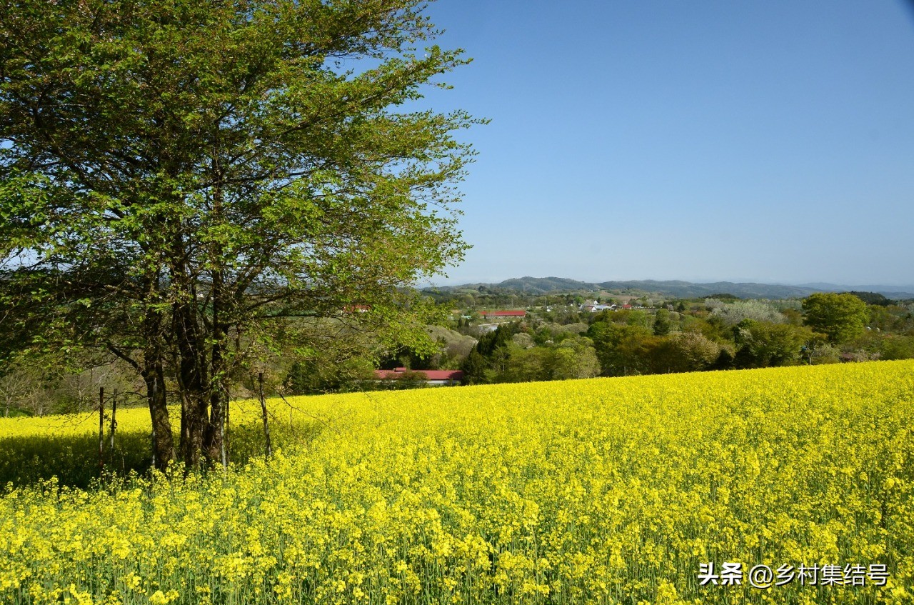 【推荐】日本馆森方舟牧场：让农业变成年轻人梦想的魅力产业