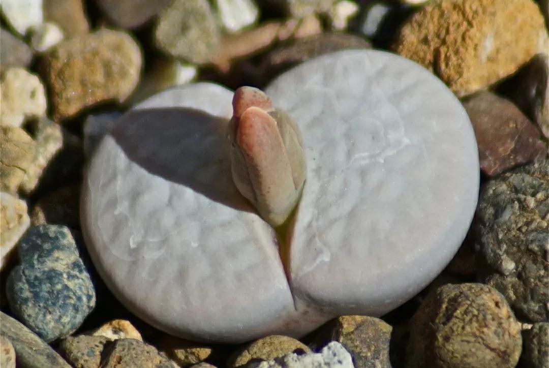多肉植物石头开花,多肉石头花秋季