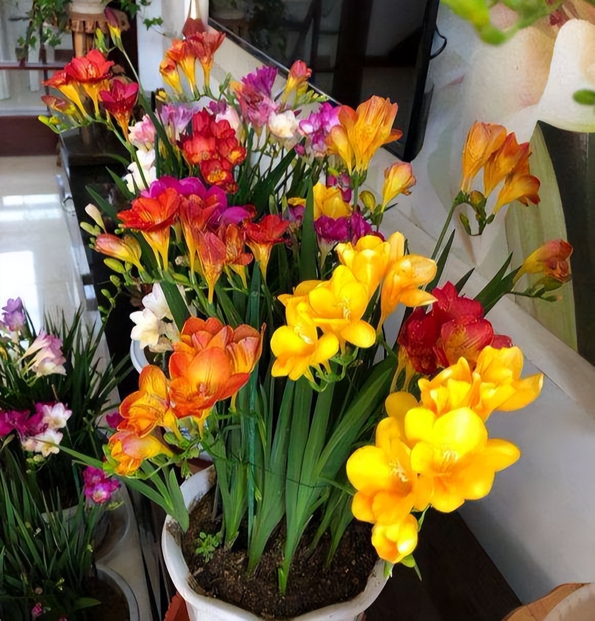 这3种花漂亮又好养1年能开300多天,5种花超好养漂亮上档次