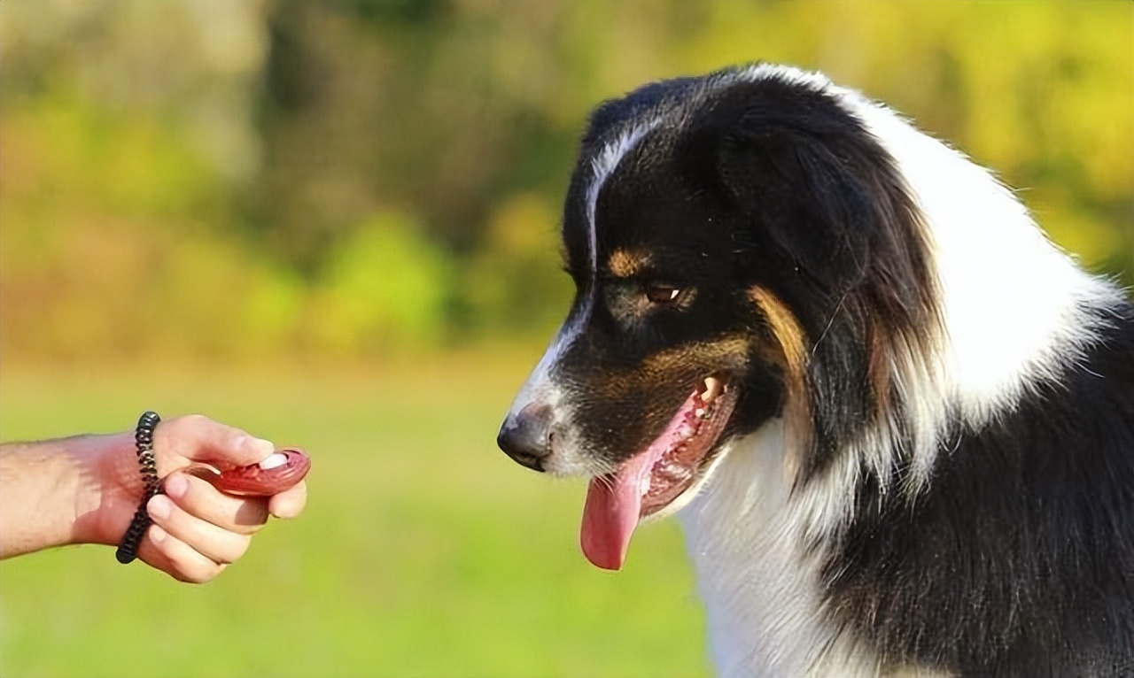 狗舍买到病狗不退,家里养的狗卖了有什么讲究