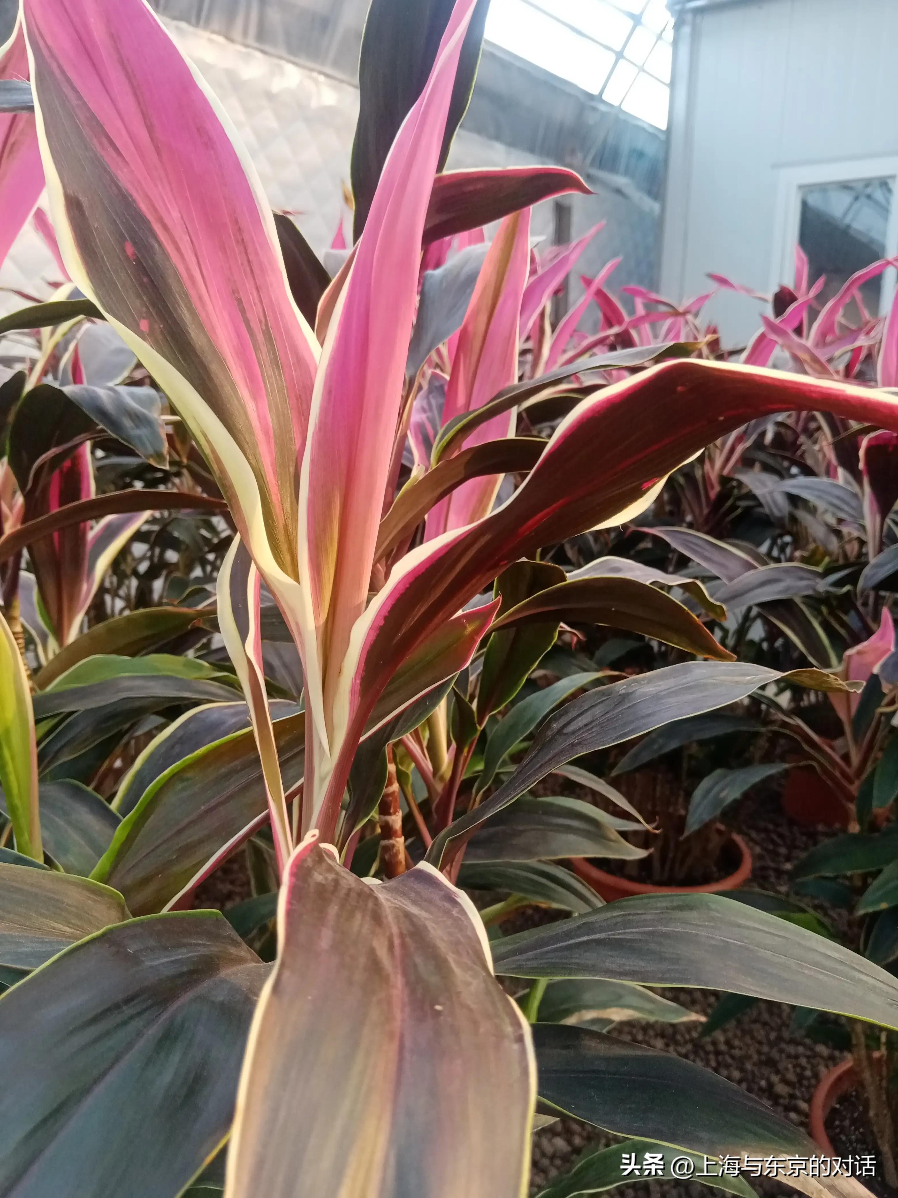 蛤蟆先生为什么抑郁了,蛤蟆先生抑郁的原因