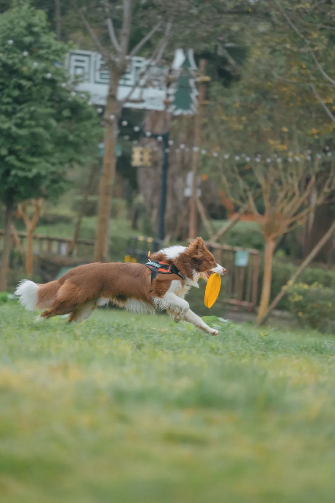 萌宠万圣狂欢夜,萌宠露营云龙区
